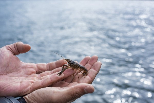 Cá tôm Koura bản địa New Zealand, loài nhạy cảm với sự ấm lên của môi trường nước ngọt do biến đổi khí hậu