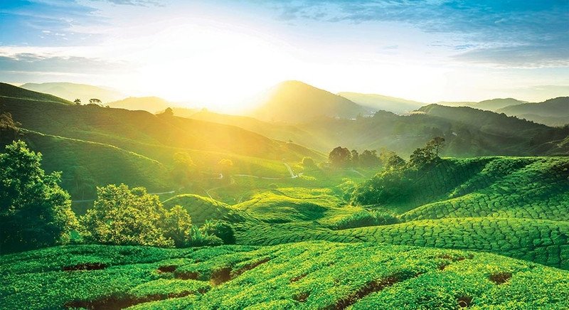 Đồn điền trà xanh mướt tại Cao nguyên Cameron