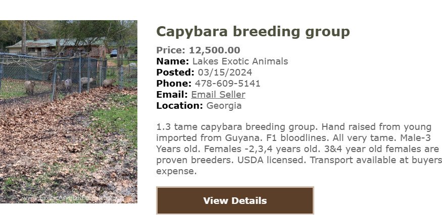 Cặp Capybara con đáng yêu