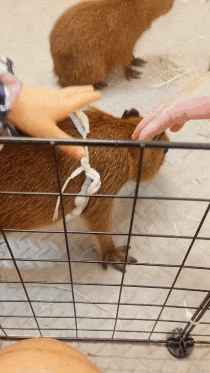 Capybara con đang bơi trong hồ