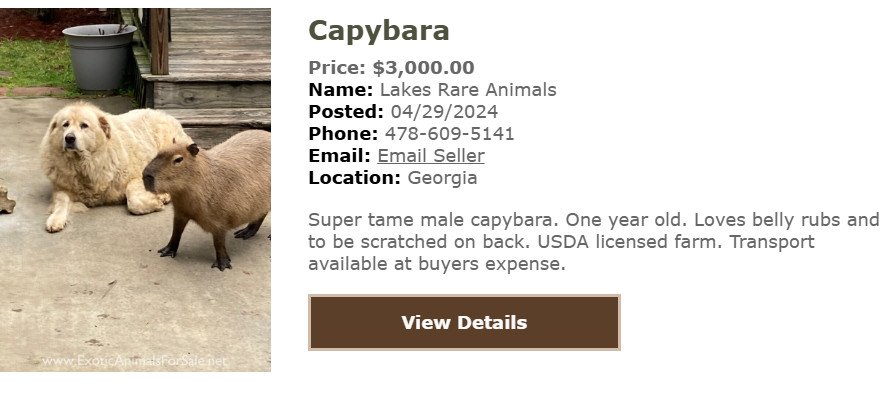 Capybara đang ăn cỏ khô
