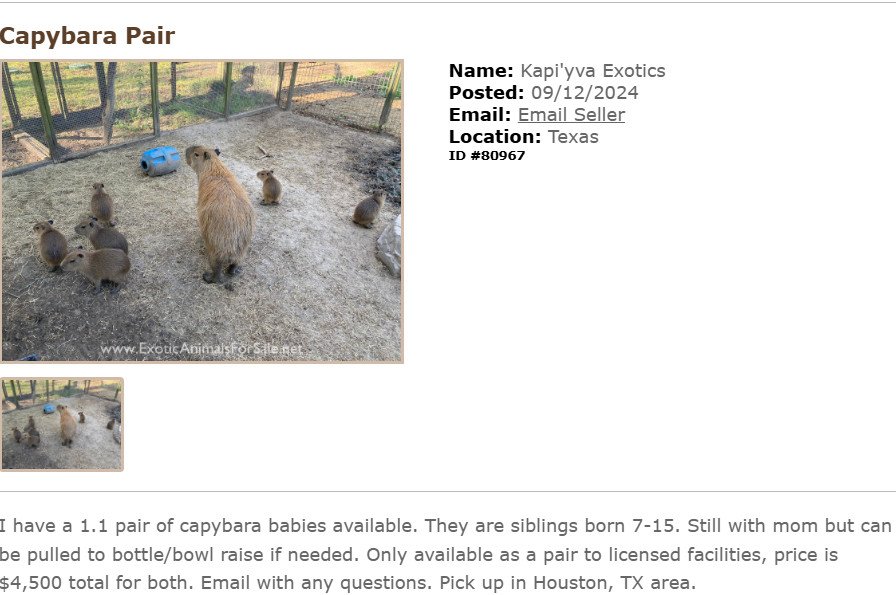 Capybara đang gặm thức ăn