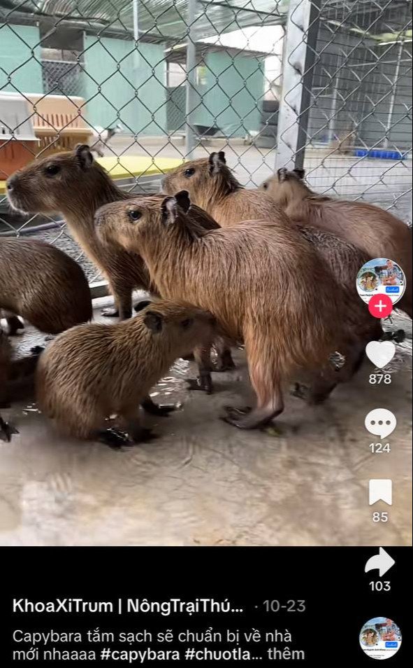 Người đàn ông đang vuốt ve Capybara
