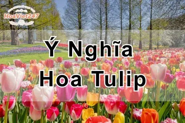 Bật Mí Ý Nghĩa Hoa Tulip Theo Màu Và Dịp Tặng