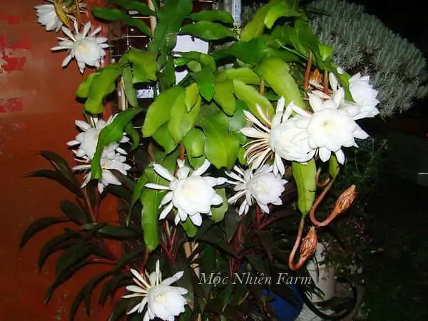 Quỳnh Trắng(epiphyllum Oxypetalum)