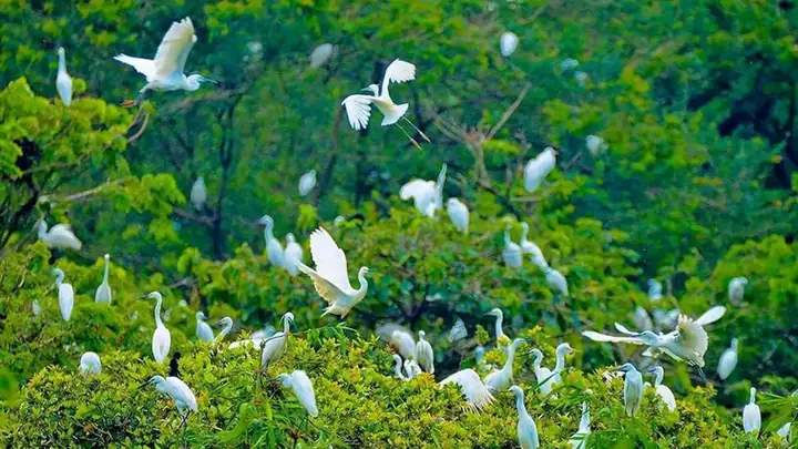 Sã¢n Chim Vã M Há»