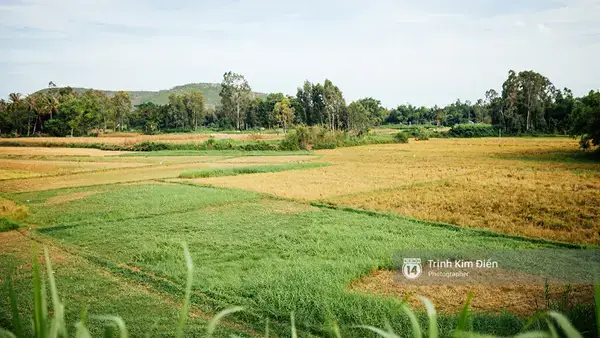 Chumanhxusohoavang_07