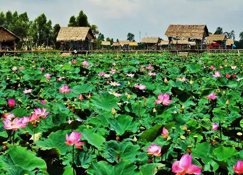 Đồng Tháp