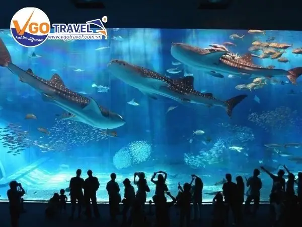 Hòn Mun Thủy Cung Và Thiên Đường Lặn Biển Ngắm San Hô Nha Trang
