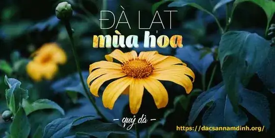 Đà Lạt (lâm Đồng): Ngắm Hoa Dã Quỳ Vàng Rực Đồi