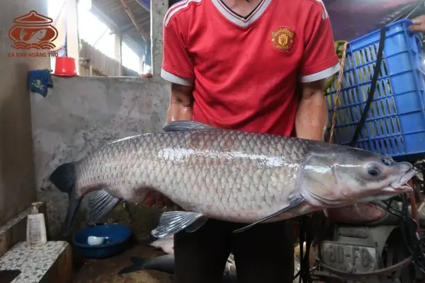 Cá Kho Vũ Đại Là Cá Gì? Cá Kho Vũ Đại Là Cá Gì?