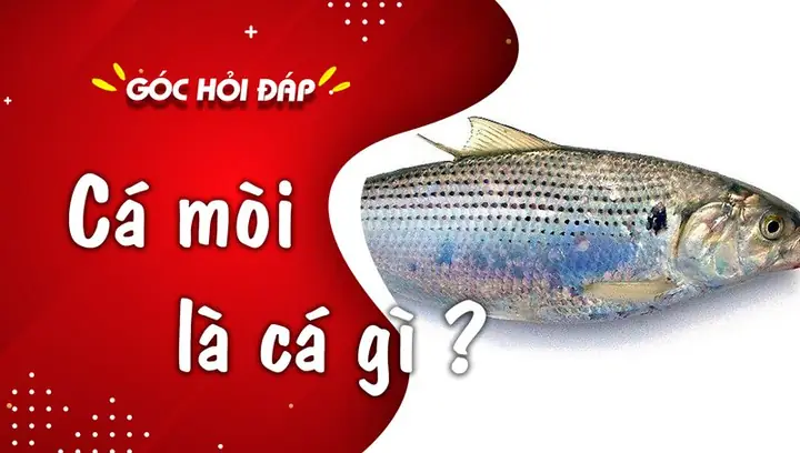 Cá Mòi Là Cá Gì? Làm Gì Ngon? Giá Bao Nhiêu?