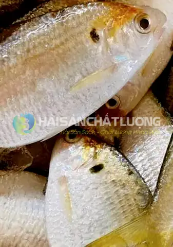 Cá Mòi Biển Túi 500g - Hải Sản Chất Lượng Tươi Ngon, Giá Tốt