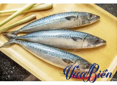 Cá Thu Đen Đàm Vĩnh Hưng: Sự Thật Đằng Sau Món Cá Gây Xôn Xao Dư Luận Cá Thu Đen Đàm Vĩnh Hưng: Sự Thật Đằng Sau Món Cá Gây Xôn Xao Dư Luận