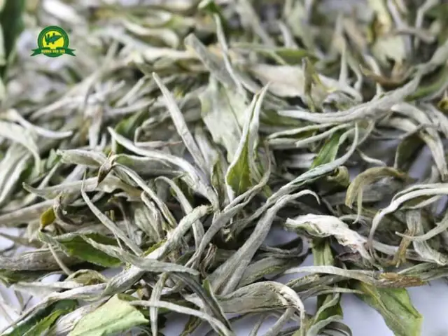 Trà Shan Tuyết Cổ Thụ