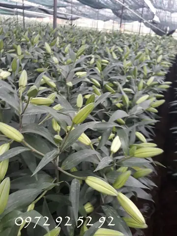 Hoa Ly Đà Lạt