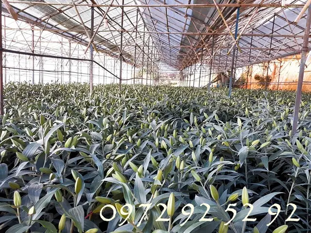 Các Loại Hoa Đà Lạt Bán Tết