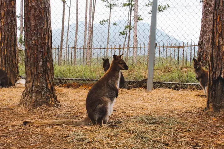 Trải Nghiệm Zoodoo, Đà Lạt, Vườn Thú Duy Nhất Việt Nam Ngắm ...