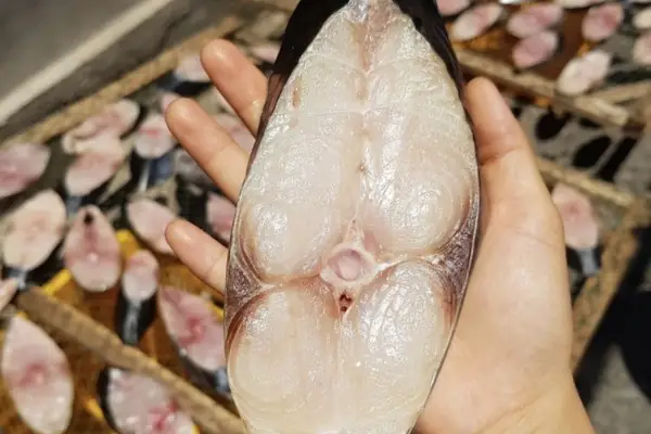 Đặc Điểm Của Cá Thu Một Nắng