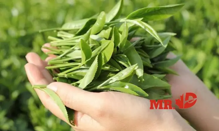 Dùng Lá Trà Xanh Để Luộc Hàu