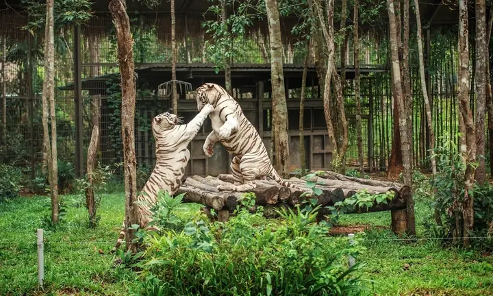 Chơi Đâu