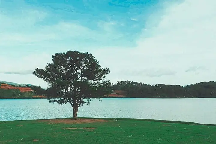 Trải Nghiệm Cắm Trại Qua Đêm Tại Cây Thông Cô Đơn Bên Hồ