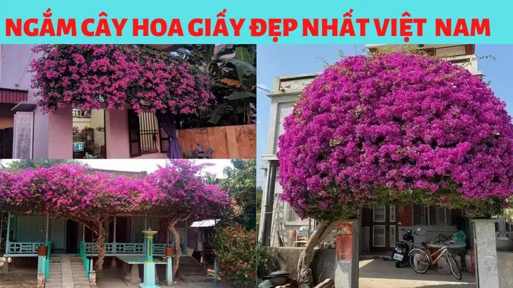 Người Dùng Muốn Tìm Kiếm Những Cây Hoa Giấy Đẹp Nhất Ở Việt Nam Trên Google. Người Dùng Muốn Tìm Kiếm Những Cây Hoa Giấy Đẹp Nhất Ở Việt Nam Trên Google.