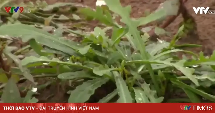 Sâm Biển - Loại Cây Nhiều Công Dụng Đối Với Sức Khỏe