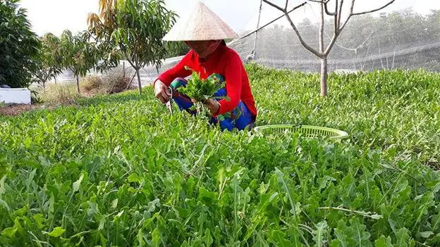 Cây Sâm Biển Và Những Công Dụng Đối Với Sức Khỏe