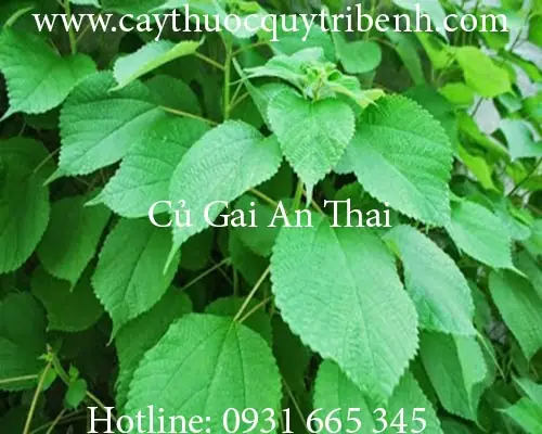 Củ Gai Tươi Ở Hải Phòng: Mua Ở Đâu Uy Tín Và Chọn Thế Nào Cho Chuẩn?