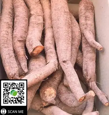 Củ Gai Tươi Ở Hải Phòng: Mua Ở Đâu Uy Tín Và Chọn Thế Nào Cho Chuẩn?