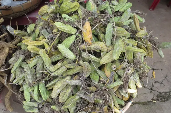 Trái Mỏ Quạ