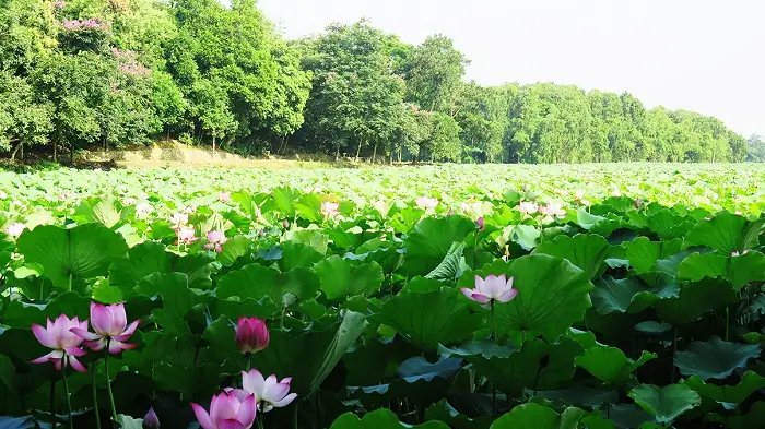 Địa Chỉ: Thôn Bằng Tạ, Xã Cẩm Lĩnh, Huyện Ba Vì, Thành Phố Hà Nội.