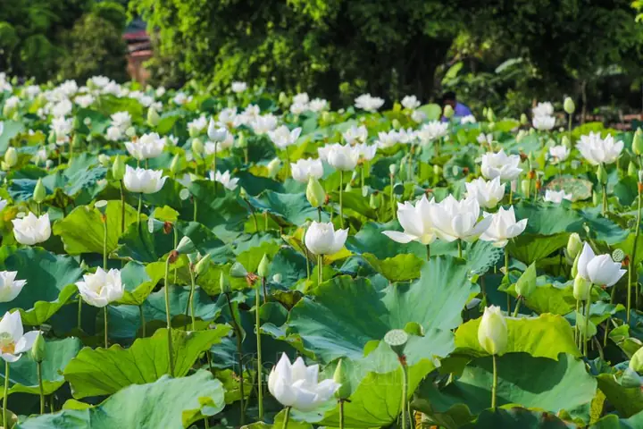 Địa Chỉ: Xã Tam Hưng, Huyện Thanh Oai, Thành Phố Hà Nội.