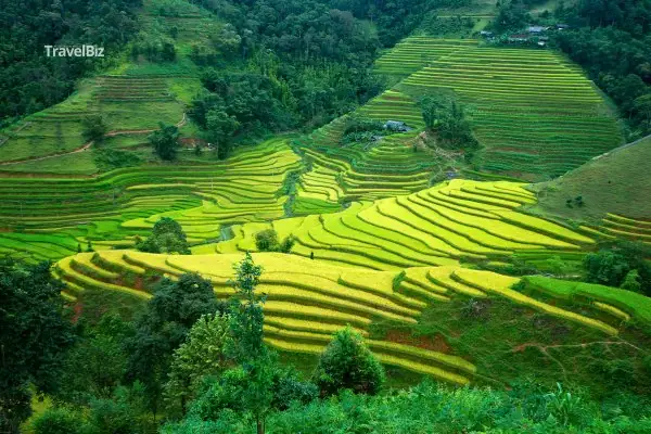Ruộng Bậc Thanghoàng Su Phì