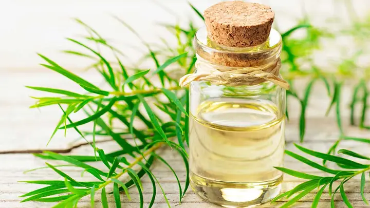 Tinh Dầu Tràm Là Gì?
