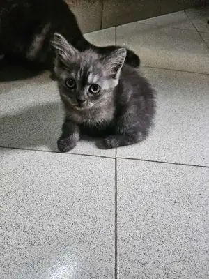 Vì Sao Mèo Ta Được Nhiều Người Yêu Thích?