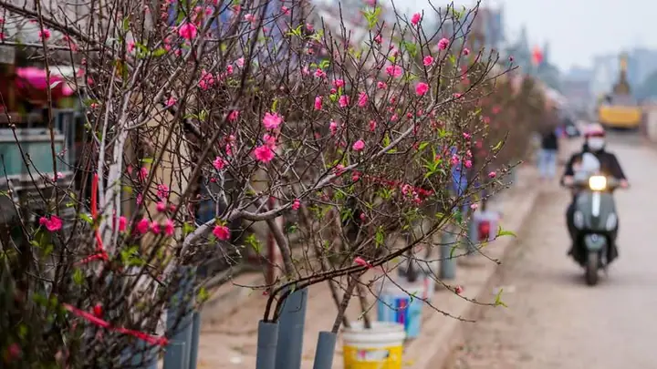 1chợ Hoa Nhật Tân