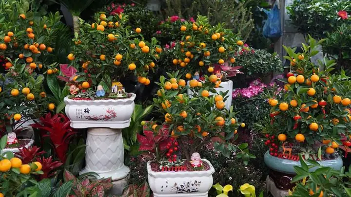 5chợ Hoa Hoàng Hoa Thám