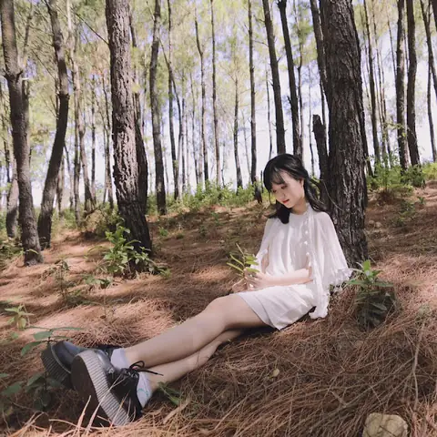 Rừng Thông Xanh Đà Nẵng