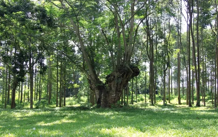 Khu Du Lịch Văn Hóa Suối Tre - Đà Lạt Của Miền Đông