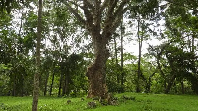 Khu Du Lịch Văn Hóa Suối Tre - Đà Lạt Của Miền Đông