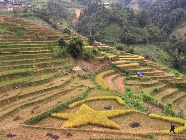 Ruộng Lúa Ngôi Sao Là Điểm Check In Mới Có Ở Mù Cang Chải Ruộng Lúa Ngôi Sao Là Điểm Check In Mới Có Ở Mù Cang Chải