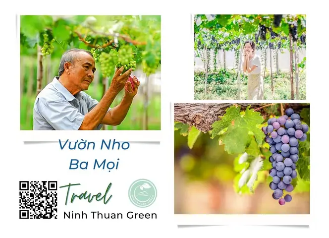 Vườn Nho Ba Mọi