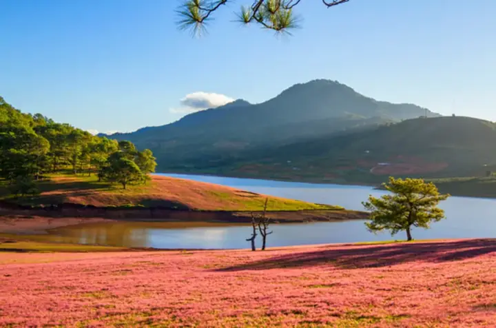 Đồi Cỏ Hồng Tại Cây Thông Cô Đơn