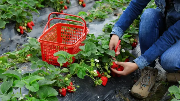 Mô Hình Nông Nghiệp Kết Hợp Du Lịch