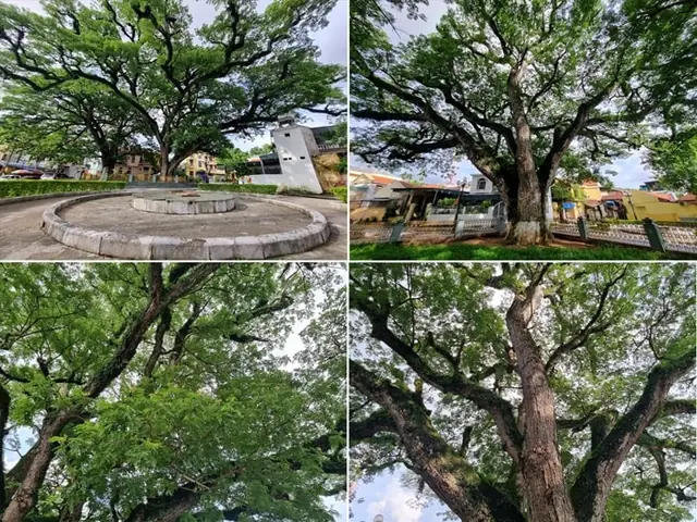 Hai Cây Lim Cổ Thụ