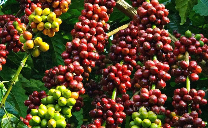 Du Lịch Tây Nguyên Có Gì Hay Du Lịch Tây Nguyên Có Gì Hay