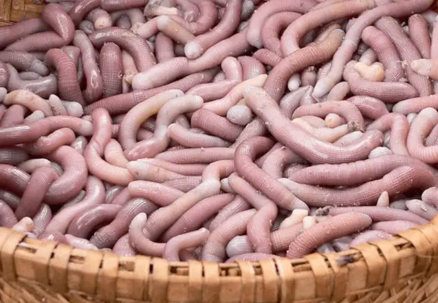 Sá Sùng: