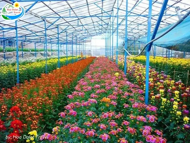 Hình Ảnh Du Khách Tham Quan Làng Hoa Thái Phiên Đà Lạt